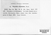 Puccinia angustata image